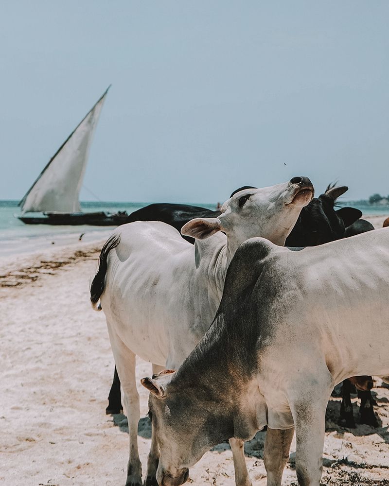 Visitar Zanzibar