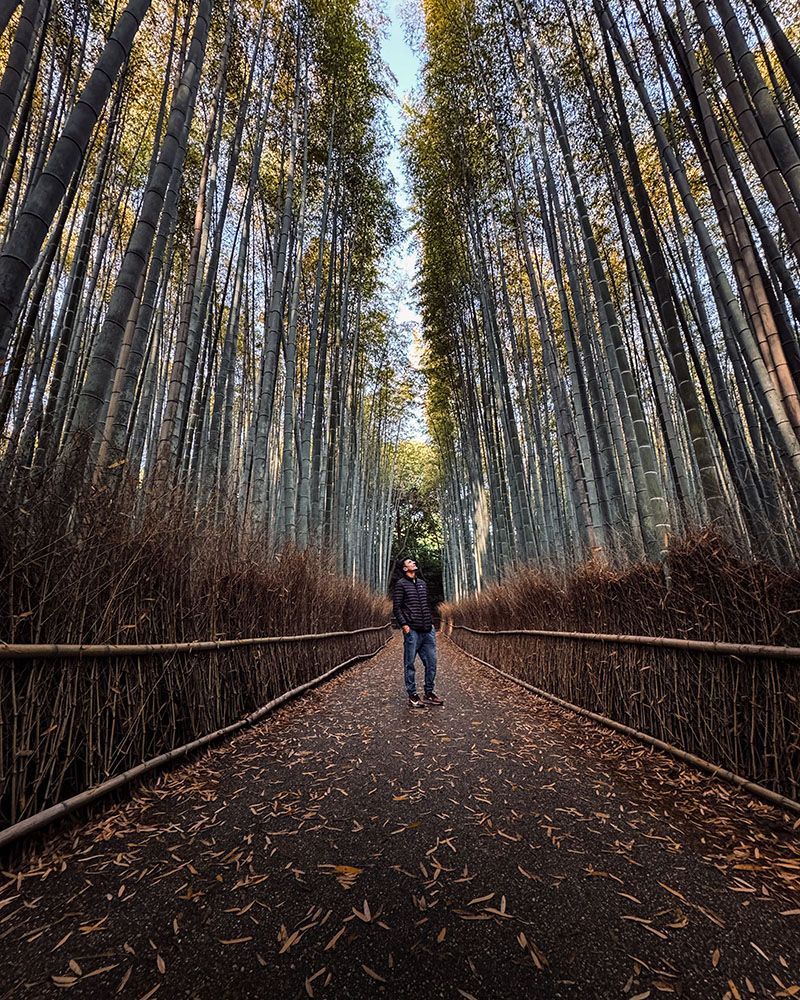 Mejor ruta por Japón: Bambú Forest Arashiyama